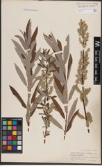 Foto von Salix candida Flüggé ex Willd. x Salix sericea Marshall